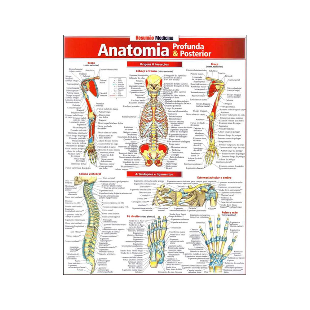 Resumão Medicina: Anatomia profunda e posterior