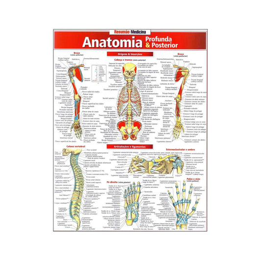 Resumão Medicina: Anatomia profunda e posterior