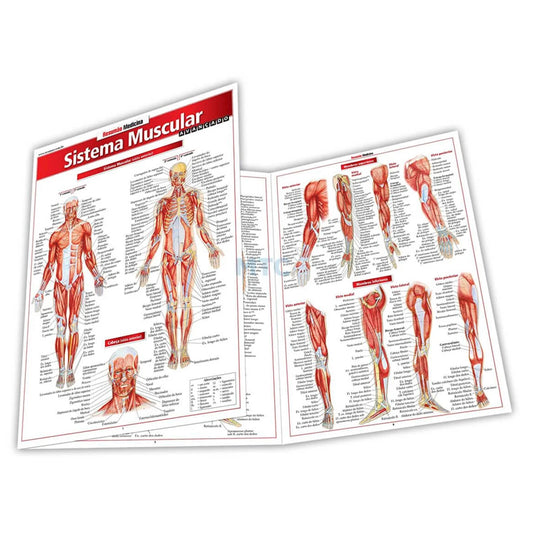 Resumão Medicina: Sistema Muscular Avançado